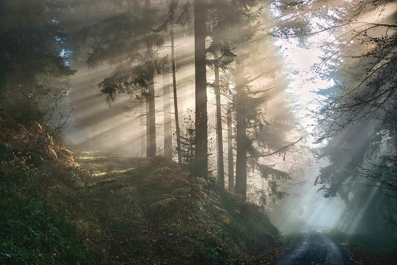 Whispering Pines Grove